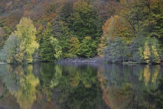 Beech trees showing autumn colours along pond in the Söderåsen National Park, Skåne, Scania,