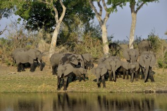 Elephant (Loxodonta africana) herd on the Cuando River, Bwabwata National Park, Zambezi Region,