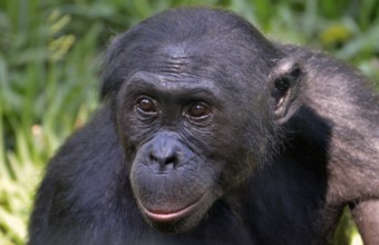 Bonobo (Pan paniscus), portrait, Lola ya Bonobo Sanctuary, Kimwenza, Mont Ngafula, Kinshasa,