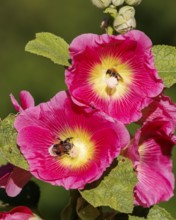 Common hollyhock (Alcea rosea), Germany, Europe