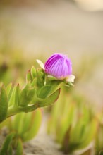 Hottentot-fig (Carpobrotus edulis) growing on a beach near Tarragona, Catalonia, Spain, Europe