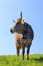 Brown Swiss cow, cows, with cowbell, Switzerland, Europe