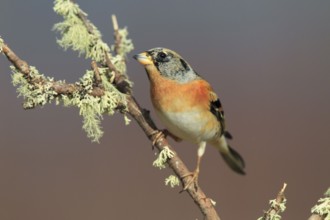 Brambling ( Fringilla montifringilla) Finches, male, Scotland, Great Britain