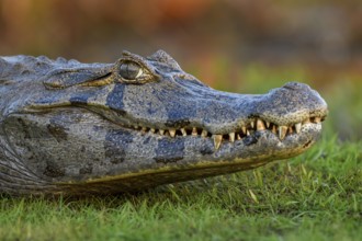 Yacare caiman (Caiman yacare), head, near Cambyretá, Esteros del Iberá, Corrientes Province,