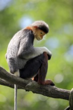 Red-shanked Douc (Pygathrix nemaeus) Langur