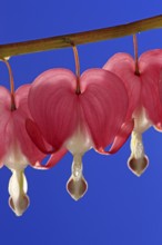 Bleeding heart (Lamprocapnos (Lamprocapnos spectabilis) (Dicentra spectabilis) spectabilis)