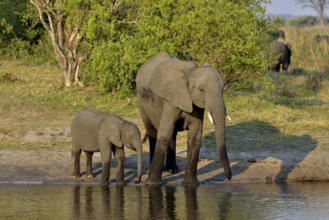 Elephant (Loxodonta africana) with calf on the Cuando River, Bwabwata National Park, Zambezi