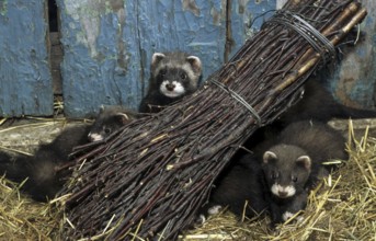 Young European polecats (Mustela putorius) hiding behind faggot of wood in barn among hay, Belgium,