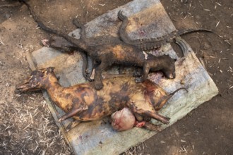 Bushmeat, Mangamba, Littoral Province, Cameroon, Africa