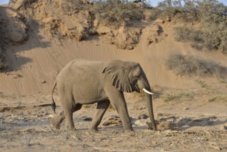 Desert elephant, African elephant (Loxodonta africana), mining with his beak to water, dry riverbed