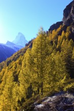 Larch forest , Larch, Matterhorn, Valais, Switzerland, Europe