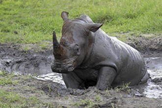 White rhinoceros (Ceratotherium simum) taking a mud bath, Sabi Sabi Game Reserve, Kruger National