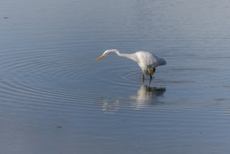 Great egret (Ardea alba) fishing in a marsh. Alsace, France, Europe