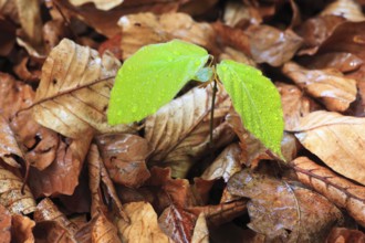 European beech ( Fagus sylvaticia) , beech, seedling, Switzerland, Europe