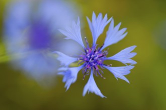 Cornflower, Dingdener Heide nature reserve, North Rhine-Westphalia, Germany, Europe