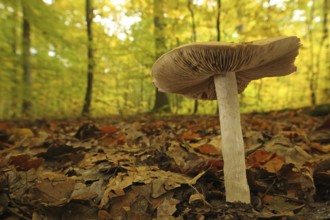 Large rettichfälbling (Hebeloma sinapizans), Forest, Environment, Bitter Fälbling, Flaky-stalked