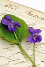 Scented violet on book with old manuscript, March violet, Wood violet (Viola odorata)