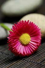 Common daisy (Bellis perennis), Blossom and stones, Thousand