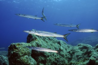 Small school of European barracuda (Sphyraena sphyraena) in marine protected area Area Marina