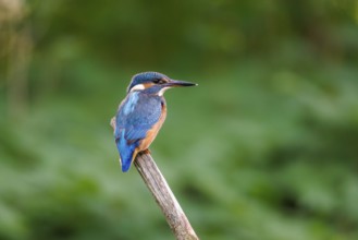 Common kingfisher (Alcedo atthis), Germany, Europe