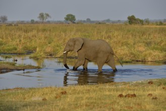 Elephant (Loxodonta africana) in the Cuando River, Bwabwata National Park, Zambezi Region, Caprivi