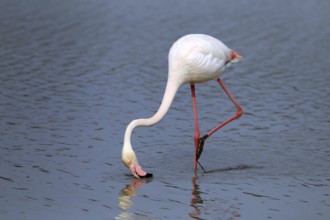 Greater Flamingo, Camargue, Provence, Southern France (Phoenictopterus ruber roseus)