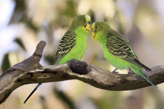 Budgerigars (Melopsittacus undulatus), pair, Alice Springs, Australia, Oceania