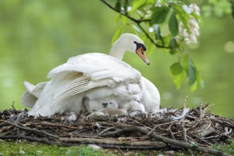 Mute Swan (Cygnus olor) with cygnets, on nest, Hesse, Germany, Europe