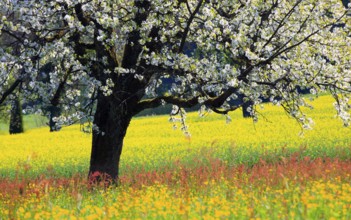 Flowering cherry tree ( Prunus avium) , Switzerland, Europe