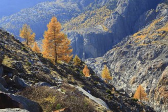 European larches ( Larix decidua) Aletsch region, Valais, Switzerland, Europe