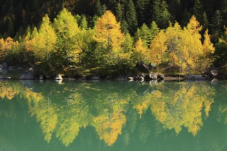 Larch forest, Lac de Derborence, Valais, Switzerland, Europe