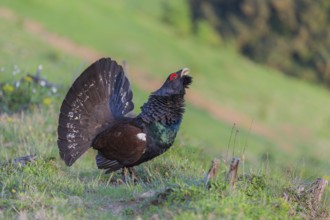 Western capercaillie (Tetrao urogallus) courting, Kalkalpen National Park, Upper Austria, Austria,