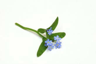 Forget-me-not (Myosotis sylvatica), Memorial