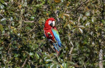 Red-and-green macaw (Ara chloroptera) eats, Cambyretá, Esteros del Iberá, Corrientes Province,