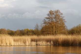 Alder trees in spring with reeds on the banks of the Peene River, Peene Valley River Landscape