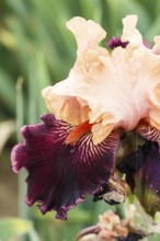 Beautiful multicolored iris flower bloom in the garden. Close up, fragility and summer concept