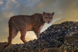 Female Cougar foraging, South America, Chile, Torres del Peine NP, Felis concolar patagonia, Torres