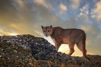 Cougar (Felis concolor patagonica) wbl. Torres del Paine NP, Chile, Torres del Paine NP, South