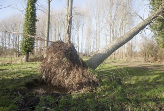 Fallen tree in poplar plantation following winter storm at Methersgate, Suffolk, England, United