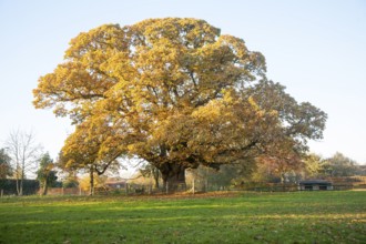 Orange brown sweet chestnut tree, Castanea saliva, autumn leaves Woodborough, Wiltshire, England,