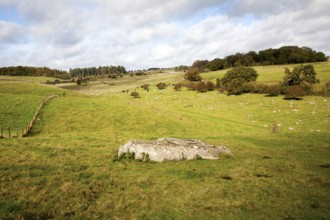 Fyfield Down national nature reserve, Marlborough Downs, Wiltshire, England, UK one of the