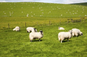 Flock of sheep grazing on calcareous grassland of chalk downland on Milk Hill, the Marlborough