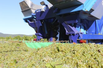 Grape grape harvest with full harvester in the district of Bad Dürkheim, Rhineland-Palatinate