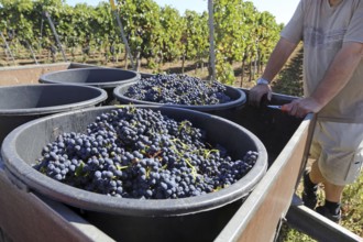 Grape grape harvest: Hand-picking Pinot Noir grapes in a vineyard in the Palatinate