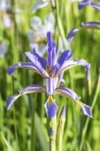 Colorful purple Iris in a botanical garden