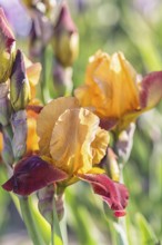 Colorful orange and red irises in a botanical garden