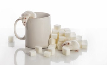 Two white laboratory mice crawling up the stairs from the sugar cubes and a cup, diabetes concept