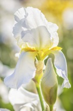 Colorful yellow and white irises in a botanical garden