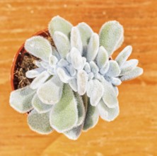 Beautiful little plant, succulent in a small flower pot. on the wooden background