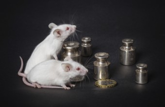 Two small white laboratory mice with weights and coins on a gray background. the concept of